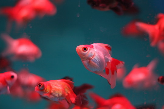 小金魚