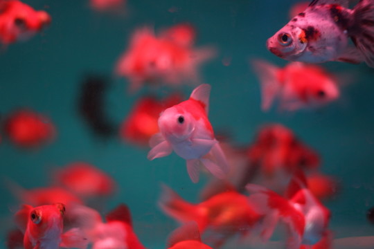 小金魚