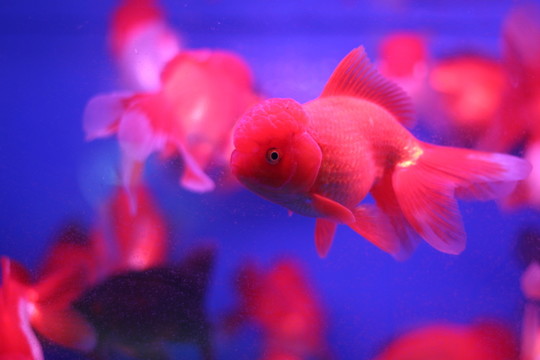 金魚(yú)