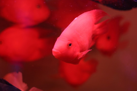 紅鸚鵡魚