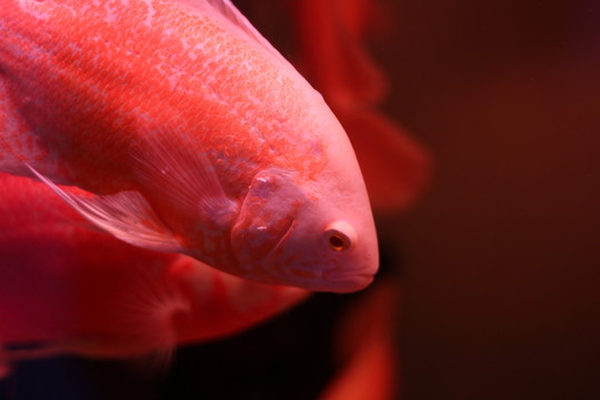 地圖魚