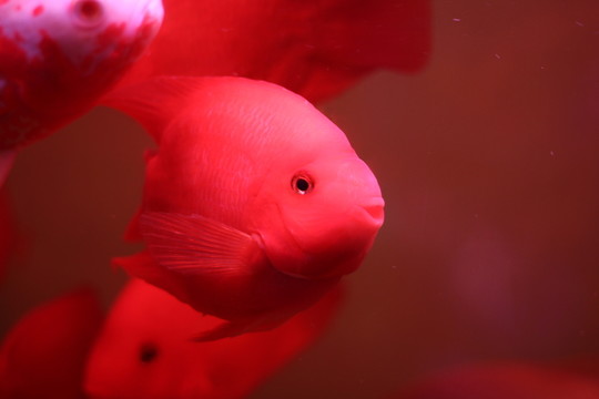 熱帶魚