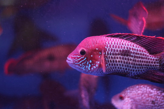 熱帶魚
