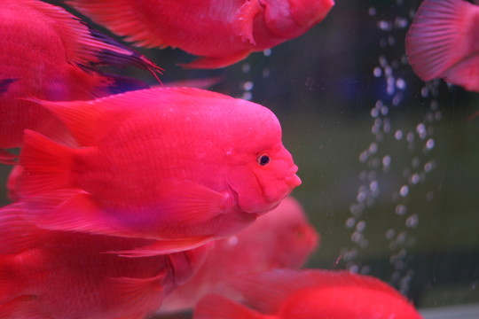 熱帶魚