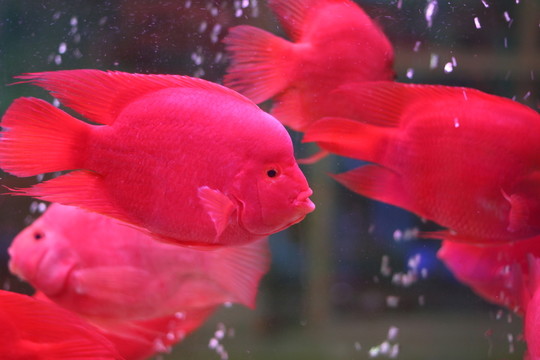 熱帶魚