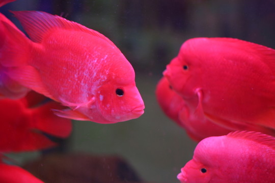 熱帶魚