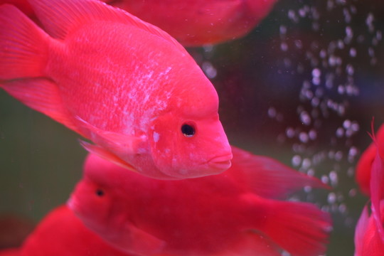 熱帶魚