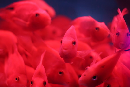 紅鸚鵡魚