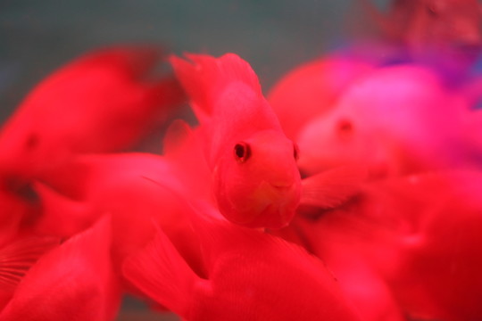 紅鸚鵡魚