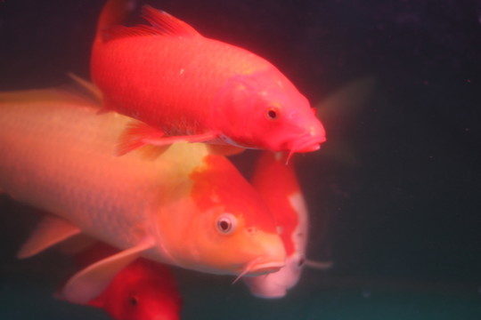 錦鯉