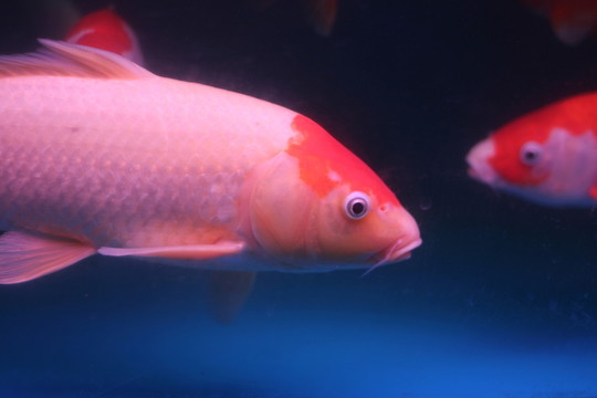 錦鯉