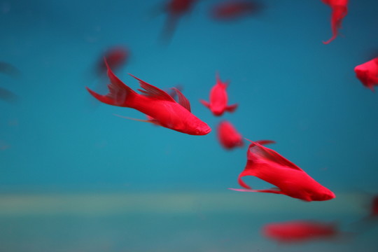 熱帶魚