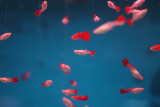 熱帶魚