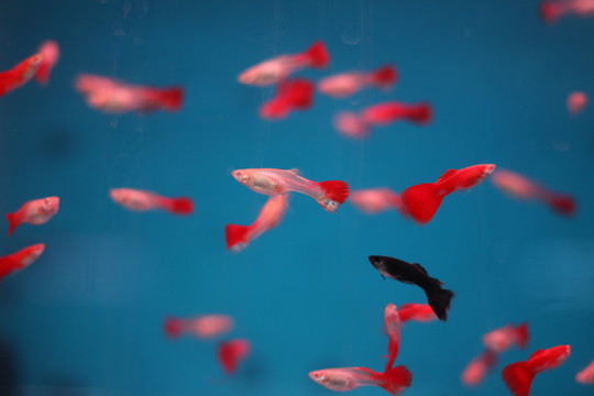 孔雀魚