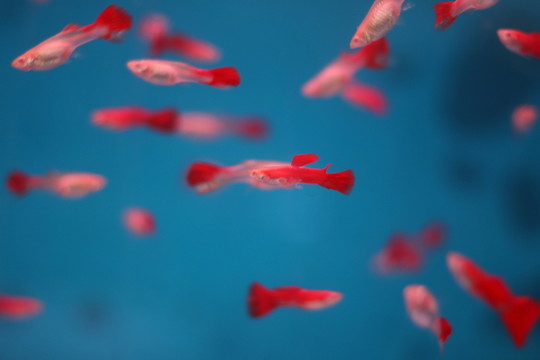 孔雀魚