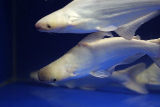 熱帶魚