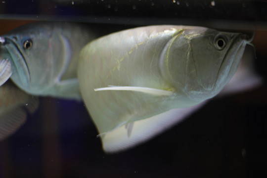 銀龍魚