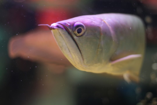 銀龍魚