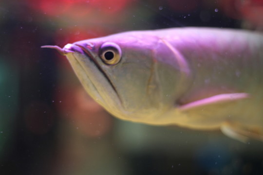 銀龍魚
