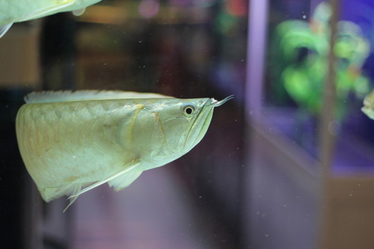 銀龍魚