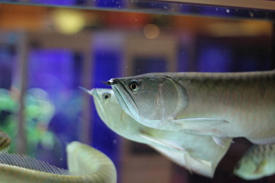 銀龍魚