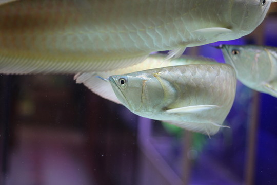 銀龍魚