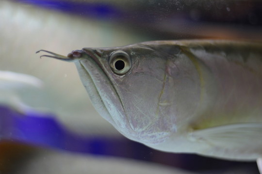 銀龍魚