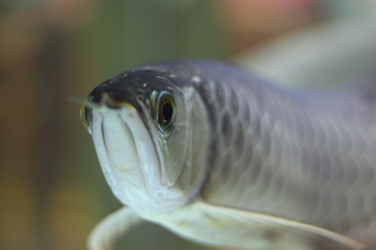 金龍魚