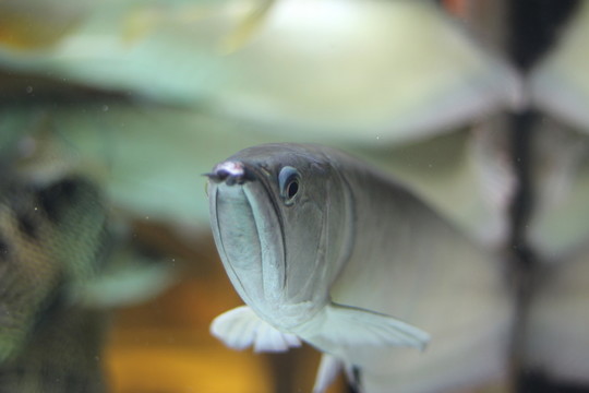 銀龍魚