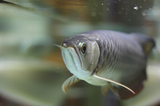 金龍魚