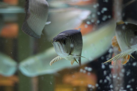 銀龍魚
