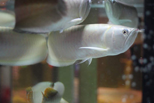銀龍魚