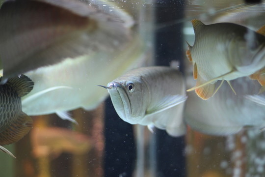 銀龍魚(yú)