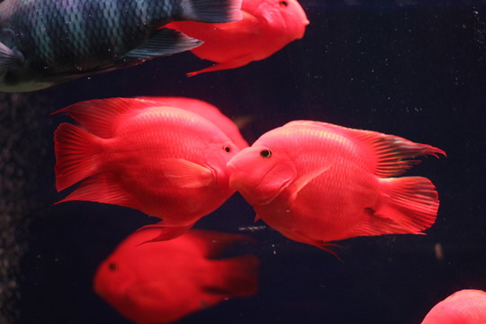 紅鸚鵡魚
