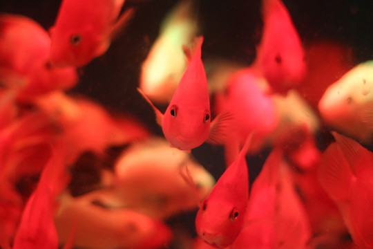 紅鸚鵡魚