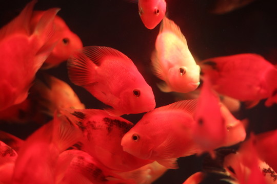 紅鸚鵡魚