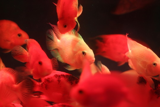 紅鸚鵡魚