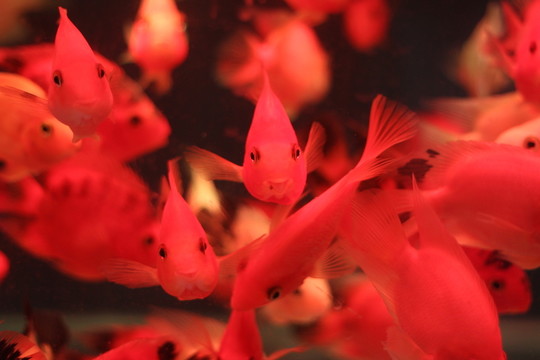 紅鸚鵡魚