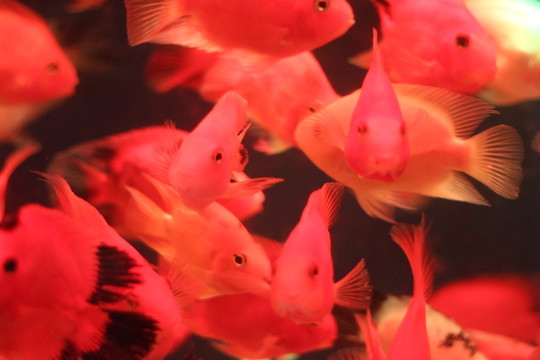 紅鸚鵡魚