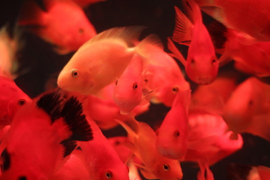紅鸚鵡魚