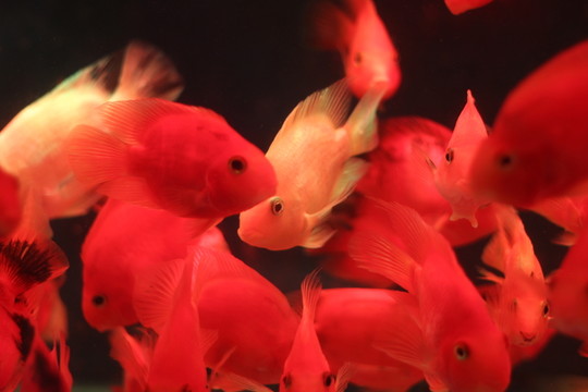 紅鸚鵡魚