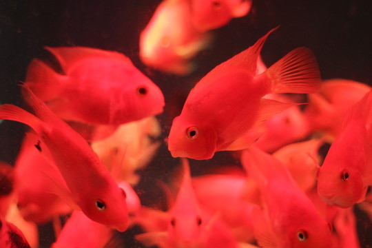 紅鸚鵡魚(yú)