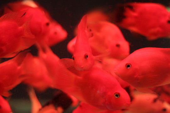 紅鸚鵡魚