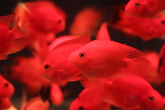 紅鸚鵡魚(yú)