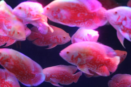地圖魚