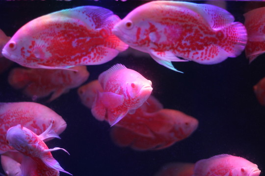 地圖魚