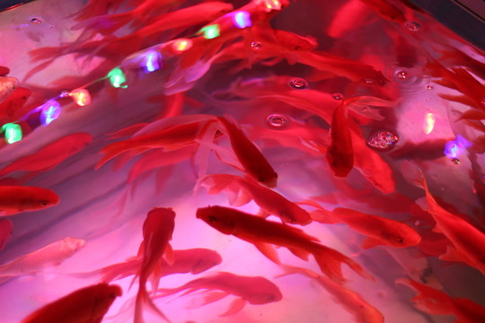 金魚池 水紋