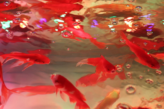 金魚池 水紋