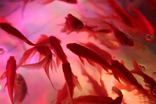 魚池 水紋
