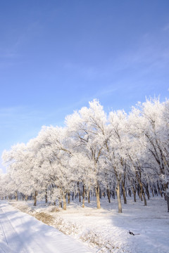 樹林